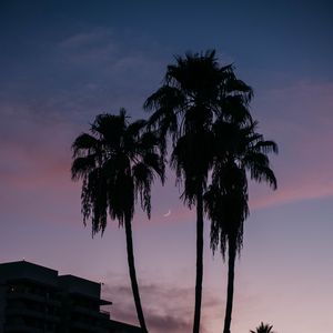 Preview wallpaper palm trees, buildings, silhouettes, moon, twilight