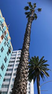 Preview wallpaper palm trees, buildings, sky, bottom view