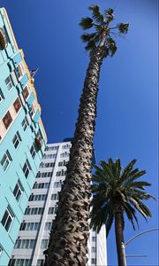 Preview wallpaper palm trees, buildings, sky, bottom view