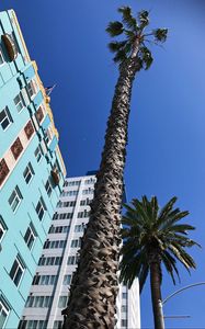 Preview wallpaper palm trees, buildings, sky, bottom view