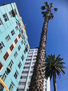 Preview wallpaper palm trees, buildings, sky, bottom view