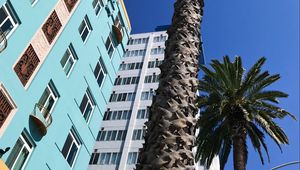 Preview wallpaper palm trees, buildings, sky, bottom view