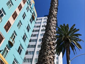 Preview wallpaper palm trees, buildings, sky, bottom view