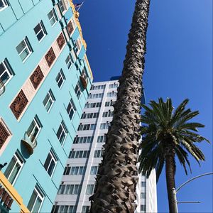 Preview wallpaper palm trees, buildings, sky, bottom view