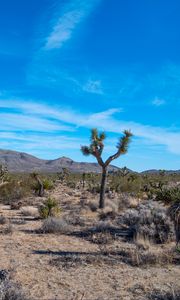 Preview wallpaper palm trees, bushes, mountains, nature