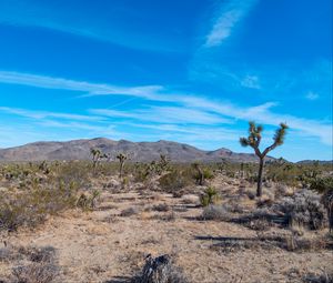 Preview wallpaper palm trees, bushes, mountains, nature