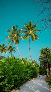 Preview wallpaper palm trees, bushes, path, tropics, summer