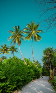 Preview wallpaper palm trees, bushes, path, tropics, summer