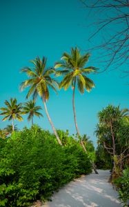 Preview wallpaper palm trees, bushes, path, tropics, summer