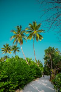 Preview wallpaper palm trees, bushes, path, tropics, summer