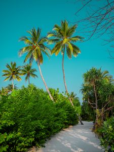 Preview wallpaper palm trees, bushes, path, tropics, summer