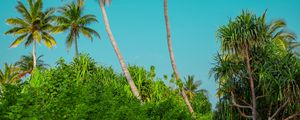 Preview wallpaper palm trees, bushes, path, tropics, summer