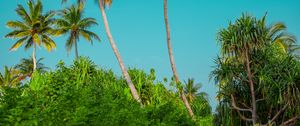 Preview wallpaper palm trees, bushes, path, tropics, summer