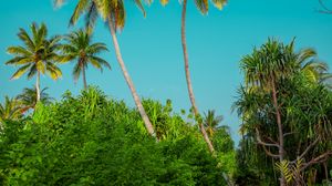 Preview wallpaper palm trees, bushes, path, tropics, summer