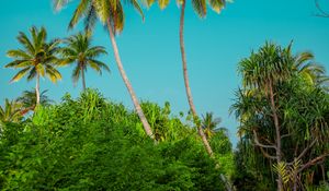 Preview wallpaper palm trees, bushes, path, tropics, summer