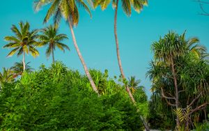 Preview wallpaper palm trees, bushes, path, tropics, summer