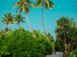 Preview wallpaper palm trees, bushes, path, tropics, summer