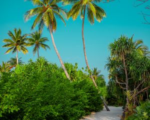 Preview wallpaper palm trees, bushes, path, tropics, summer