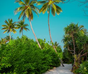 Preview wallpaper palm trees, bushes, path, tropics, summer