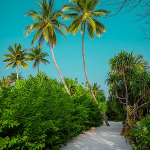 Preview wallpaper palm trees, bushes, path, tropics, summer