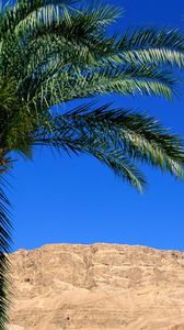 Preview wallpaper palm trees, canyon, leaves, mountain