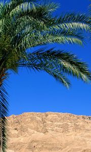 Preview wallpaper palm trees, canyon, leaves, mountain