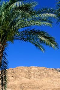 Preview wallpaper palm trees, canyon, leaves, mountain