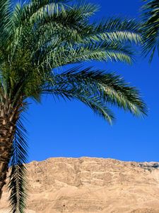 Preview wallpaper palm trees, canyon, leaves, mountain