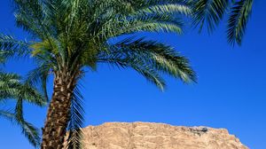 Preview wallpaper palm trees, canyon, leaves, mountain