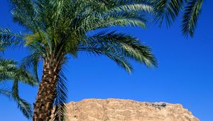 Preview wallpaper palm trees, canyon, leaves, mountain