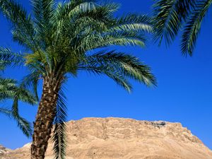 Preview wallpaper palm trees, canyon, leaves, mountain