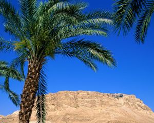 Preview wallpaper palm trees, canyon, leaves, mountain