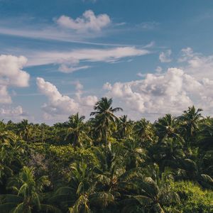 Preview wallpaper palm trees, clouds, sky, tropics