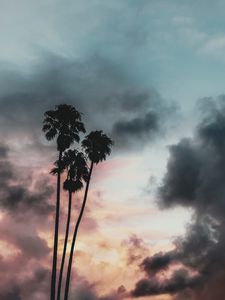 Preview wallpaper palm trees, clouds, sunset, outlines, sky, tropics