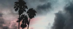 Preview wallpaper palm trees, clouds, sunset, outlines, sky, tropics