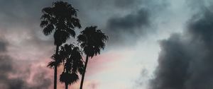 Preview wallpaper palm trees, clouds, sunset, outlines, sky, tropics