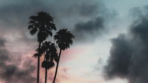 Preview wallpaper palm trees, clouds, sunset, outlines, sky, tropics