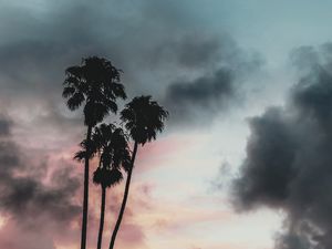 Preview wallpaper palm trees, clouds, sunset, outlines, sky, tropics