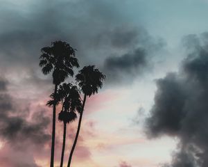 Preview wallpaper palm trees, clouds, sunset, outlines, sky, tropics