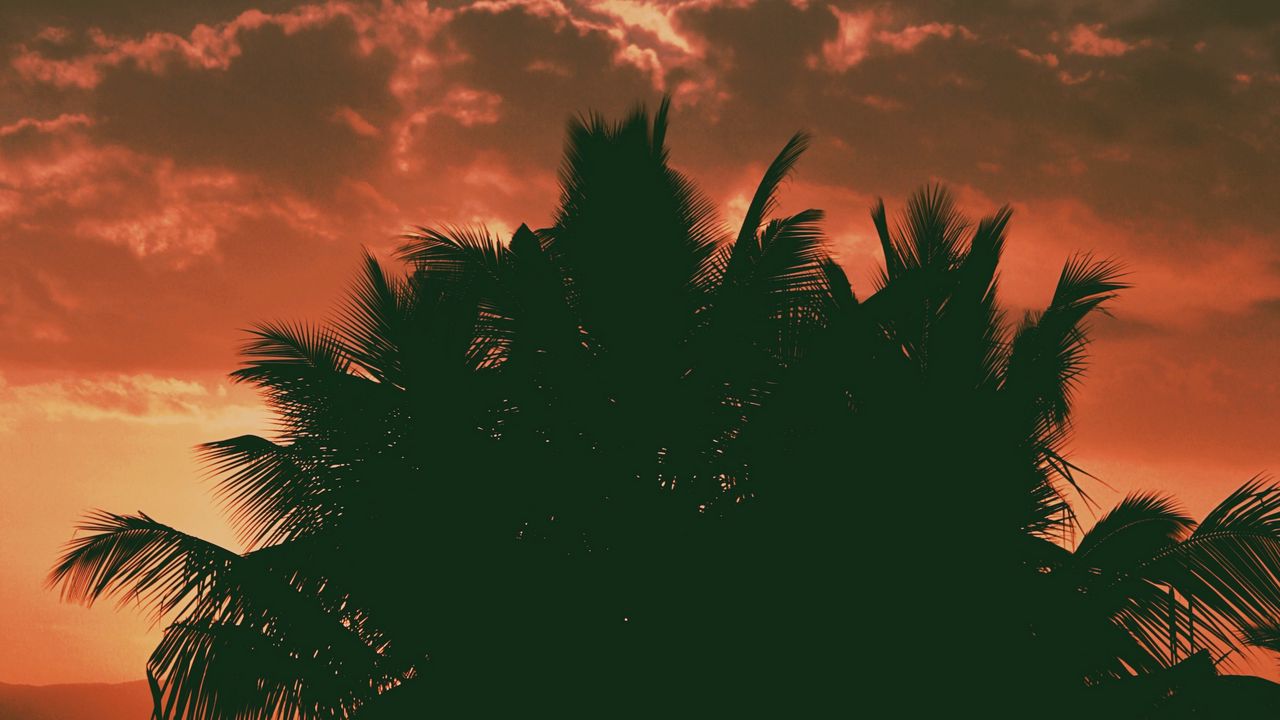 Wallpaper palm trees, clouds, sunset, dark, outlines, branches, tropics