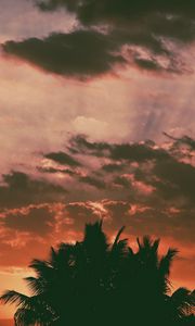 Preview wallpaper palm trees, clouds, sunset, dark, outlines, branches, tropics