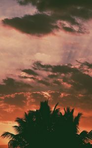 Preview wallpaper palm trees, clouds, sunset, dark, outlines, branches, tropics