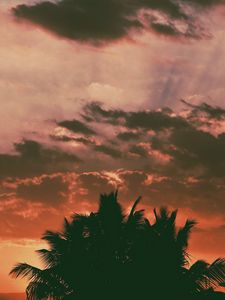 Preview wallpaper palm trees, clouds, sunset, dark, outlines, branches, tropics