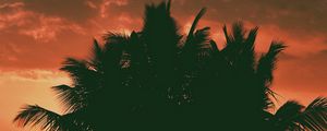 Preview wallpaper palm trees, clouds, sunset, dark, outlines, branches, tropics