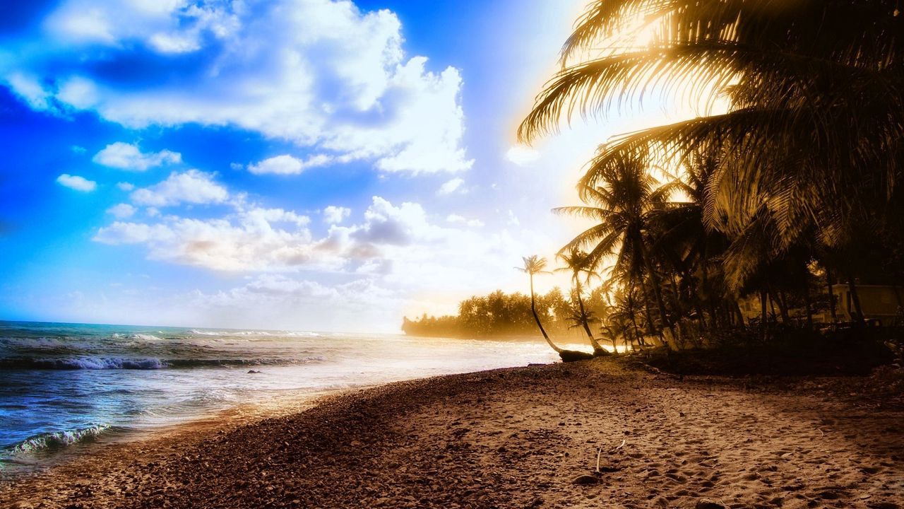 Wallpaper palm trees, coast, beach, sun, light, sky, clouds, heat