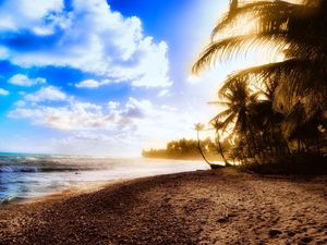 Preview wallpaper palm trees, coast, beach, sun, light, sky, clouds, heat