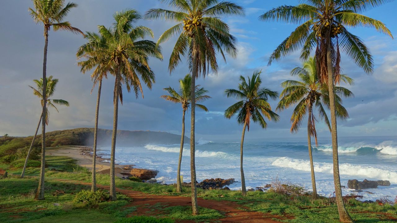 Wallpaper palm trees, coast, ocean, waves, tropics