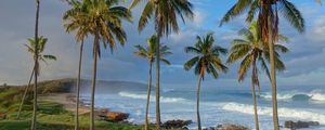 Preview wallpaper palm trees, coast, ocean, waves, tropics