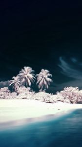 Preview wallpaper palm trees, coast, sea, snow