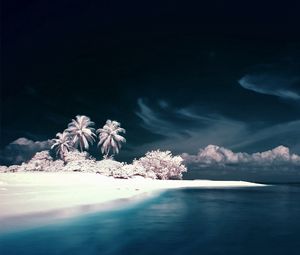 Preview wallpaper palm trees, coast, sea, snow